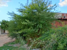 “Aqui é só mato e abandono”: moradores da Pedra do Lorde criticam falta de limpeza e terrenos tomados pela vegetação
