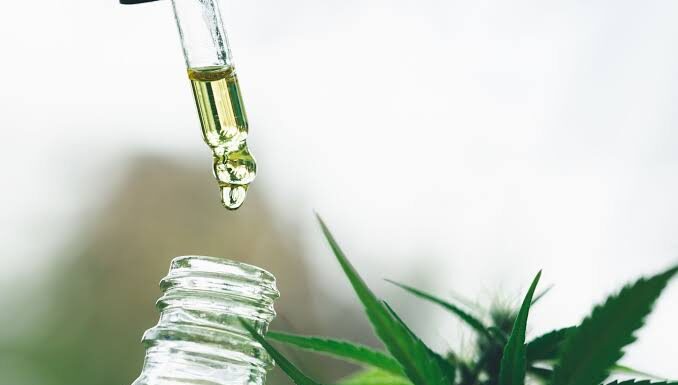 Justiça Federal concede habeas corpus para cultivo medicinal de Cannabis em Petrolina