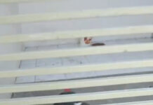 Morador denuncia suposto caso de maus-tratos a um cachorro no bairro José e Maria, em Petrolina