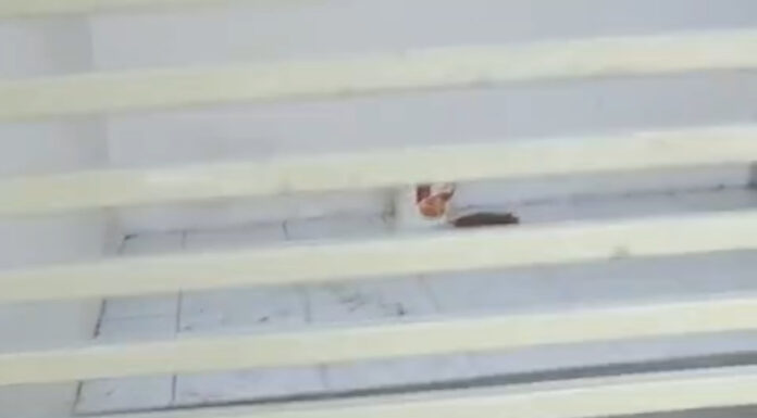 Morador denuncia suposto caso de maus-tratos a um cachorro no bairro José e Maria, em Petrolina