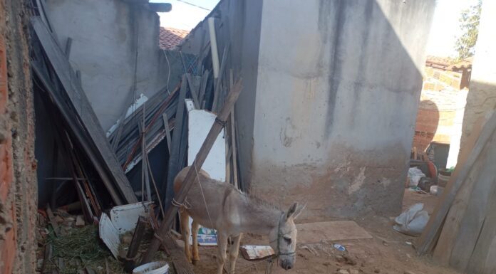 Moradores voltam a denunciar maus tratos contra um animal no São Geraldo, Juazeiro: “Amarrado, no sol quente o dia todo”