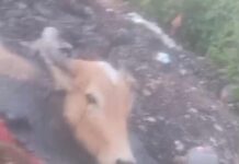 Vaca fica presa em um canal de dejetos, em Juazeiro, e moradores criticam demora do Corpo de Bombeiros para atender ocorrência: “Não atendem aos chamados”