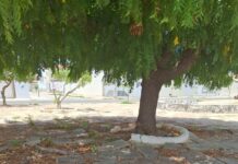 “Aqui jaz uma praça”: Abandonada há anos, a Praça Américo Tanuri, no Centenário, em Juazeiro, pede atenção do poder público