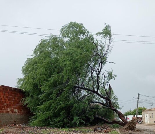 Chuva e ventania provocam queda de árvore no bairro Itaberaba, em Juazeiro