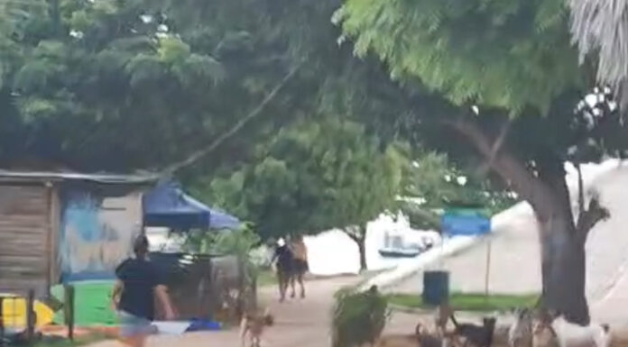 “Ninguém consegue mais caminhar”: frequentadores da Orla II, em Juazeiro, relatam preocupação com a quantidade de cães errantes e pedem solução ao poder público