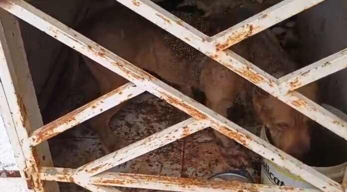 “Infestado de carrapatos. Uma crueldade”: moradores do bairro Piranga, em Juazeiro, denunciam caso de maus-tratos contra um cachorro
