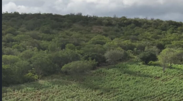 Operação erradica 125 mil pés de maconha na zona rural de Macururé