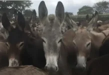 Justiça Federal proíbe abate de jumentos na Bahia por maus-tratos e risco de extinção