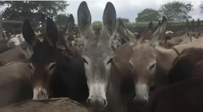 Justiça Federal proíbe abate de jumentos na Bahia por maus-tratos e risco de extinção
