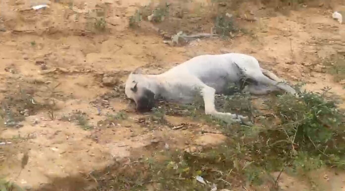 Crime covarde: Moradora denuncia casos de maus-tratos contra cães comunitários no bairro Pedra Linda, em Petrolina: “Agressões e envenenamento”