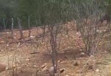 “Está generalizado”: Produtores denunciam ataques de cães a rebanhos na zona rural de Juazeiro e solicitam ações do poder público