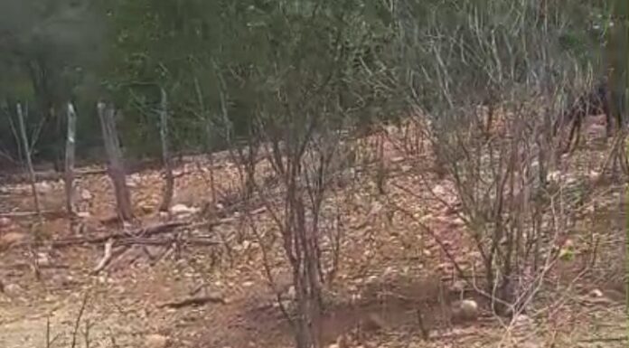 “Está generalizado”: Produtores denunciam ataques de cães a rebanhos na zona rural de Juazeiro e solicitam ações do poder público