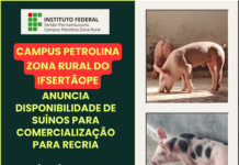 Criadores podem adquirir leitões do IFSertãoPE para recria