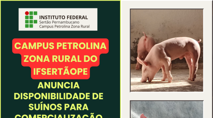 Criadores podem adquirir leitões do IFSertãoPE para recria