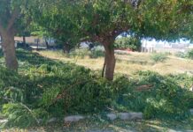 “Parece uma selva”: moradora do bairro São Geraldo, em Juazeiro, reclama da falta de limpeza pública na rua Pajeú e cobra recolhimento de galhos após poda
