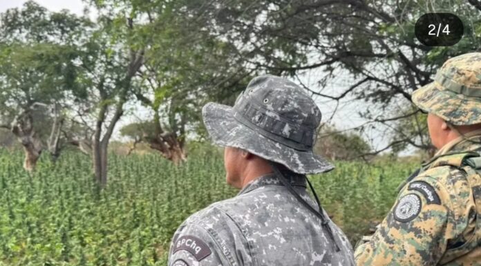 Polícia Militar erradica cerca de 27 mil pés de maconha e prende três suspeitos em Casa Nova