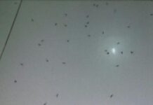“A população que se lasque”: Infestação de muriçocas tira o sossego e a paciência de moradores em Juazeiro que cobram ação urgente da prefeitura