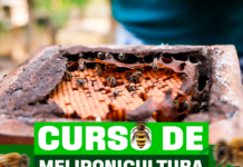 Prefeitura de Casa Nova fortalece produção de mel e preservação de abelhas nativas com curso gratuito de meliponicultura