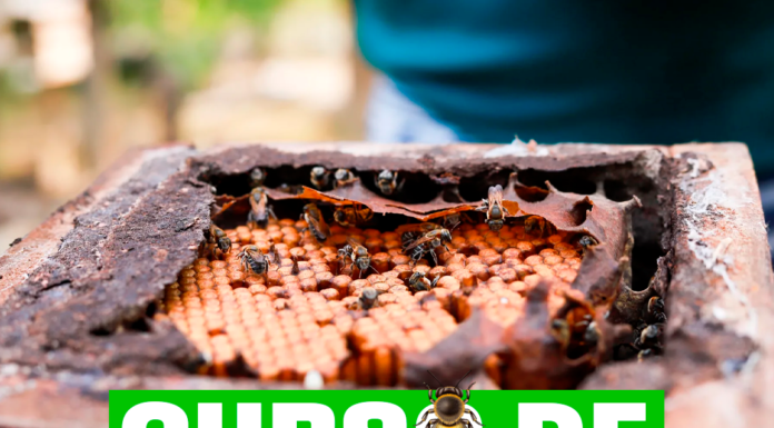 Prefeitura de Casa Nova fortalece produção de mel e preservação de abelhas nativas com curso gratuito de meliponicultura