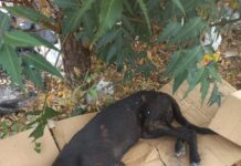 Moradores denunciam caso de maus-tratos a animal no Projeto Mandacaru I, em Juazeiro, e cobram justiça