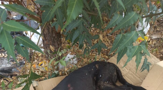 Moradores denunciam caso de maus-tratos a animal no Projeto Mandacaru I, em Juazeiro, e cobram justiça