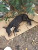 Moradores denunciam caso de maus-tratos a animal no Projeto Mandacaru I, em Juazeiro, e cobram justiça
