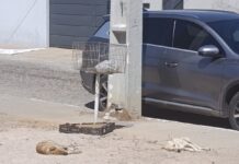 Moradores alertam sobre aumento de cães em situação de rua no bairro Expedito Nascimento e pedem ação da Prefeitura de Juazeiro