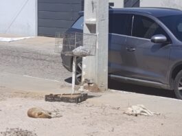 Moradores alertam sobre aumento de cães em situação de rua no bairro Expedito Nascimento e pedem ação da Prefeitura de Juazeiro