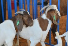 17ª Feira do Bode de Massaroca movimenta R$ 56 mil e celebra a força do campo e da economia em Juazeiro