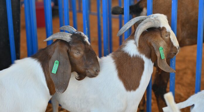 17ª Feira do Bode de Massaroca movimenta R$ 56 mil e celebra a força do campo e da economia em Juazeiro