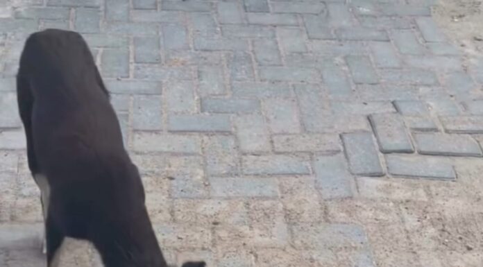 Moradores denunciam abandono de cães após filhote ser atropelado e morrer no Residencial Dr. Humberto II, em Juazeiro: ““Animal não é lixo”