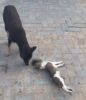 Moradores denunciam abandono de cães após filhote ser atropelado e morrer no Residencial Dr. Humberto II, em Juazeiro: “Animal não é lixo”