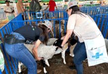 PROJUA no Desenvolvimento Rural: tradição, cultura e cidadania marcam a abertura da 17ª Feira do Bode de Pinhões