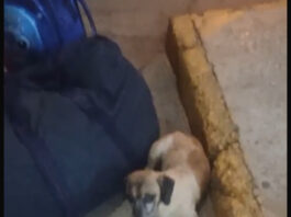Família denuncia empresa Catedral após tutora ser impedida de embarcar com cachorro em Juazeiro e pede ajuda para localizar animal