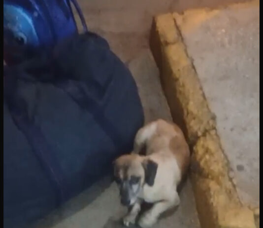 Família denuncia empresa Catedral após tutora ser impedida de embarcar com cachorro em Juazeiro e pede ajuda para localizar animal