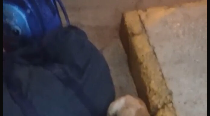 Empresa de ônibus esclarece normas para transporte de animal, após tutora ser impedida de embarcar com cachorro em Juazeiro; confira regras da ANTT