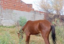 Moradora relata quatro cavalos em situação de abandono no bairro Itaberaba, em Juazeiro; SEMA diz que encaminhou uma equipe ao local