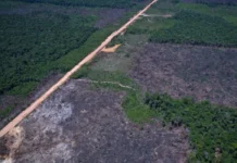Desmatamento na Amazônia cai 36,87% no último ano; é o menor valor desde 2016