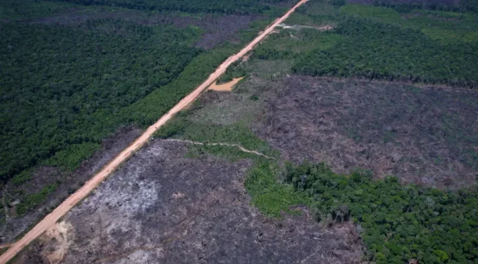 Desmatamento na Amazônia cai 36,87% no último ano; é o menor valor desde 2016