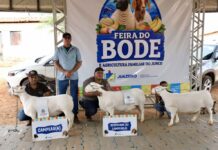 8ª Feira do Bode fortalece a agricultura familiar, movimenta a economia e celebra a cultura do Junco, em Juazeiro