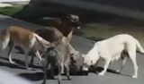Moradores chamam a atenção para ataques de cães soltos no Alto do Cruzeiro e cobram ação da Prefeitura de Juazeiro