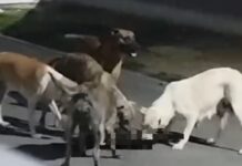 Moradores chamam a atenção para ataques de cães soltos no Alto do Cruzeiro e cobram ação da Prefeitura de Juazeiro