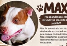 Cão abandonado com ferimentos graves é resgatado, em Juazeiro, e mobiliza campanha para tratamento veterinário; veja como participar