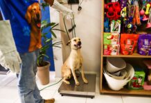 Através de um programa inédito no município, Prefeitura de Sobradinho realiza a castração de animais de rua