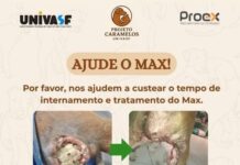 Protetores pedem ajuda para custear internação do cão Max e procuram um lar temporário para o animal que passou por uma cirurgia; veja como ajudar