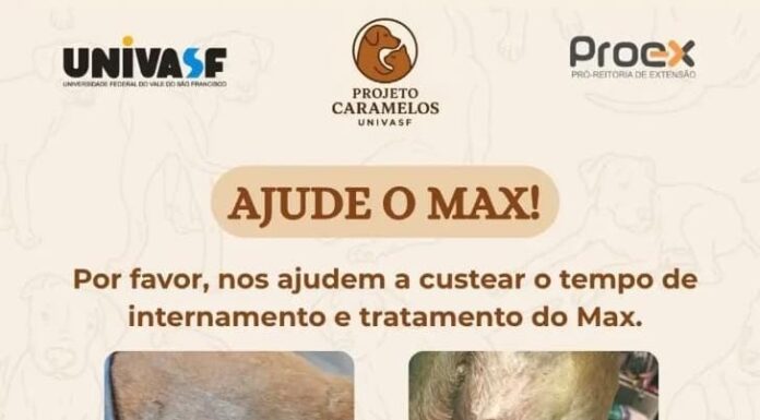Protetores pedem ajuda para custear internação do cão Max e procuram um lar temporário para o animal que passou por uma cirurgia; veja como ajudar
