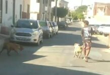 “Pitbull ataca novamente e quase mata outro cão”: Moradores registram cães soltos no bairro Santo Antônio, em Juazeiro, e pedem a responsabilização dos tutores