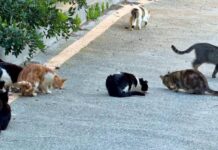 Moradora do João XXIII diz que está sendo hostilizada por vizinhos por alimentar gatos comunitários e pede apoio da Secretaria de Meio Ambiente em Juazeiro