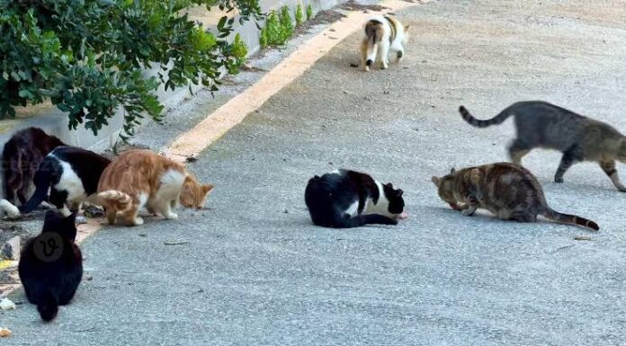 SEMA se manifesta após denúncia de ameaças contra gatos comunitários e anuncia apuração do caso em Juazeiro
