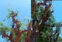 Moradora reclama de poda “drástica” de árvores no bairro Jardim Novo Encontro, em Juazeiro: “estão acabando com o sombreamento da praça”